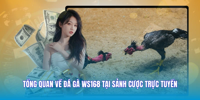 Tổng quan về đá gà WS168 tại sảnh cược trực tuyến